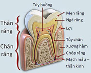 tủy răng